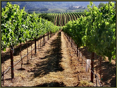 The Wolcott Vineyard, Dry Creek Valley, Sonoma County, California