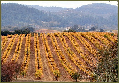 The Wolcott Vineyard, Dry Creek Valley, Sonoma County