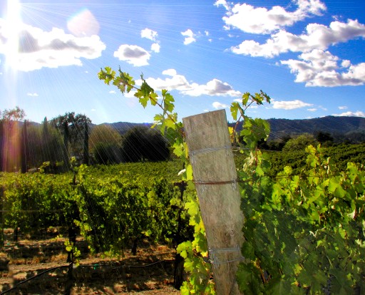 Wolcott Vineyard, Dry Creek Valley, Sonoma County, California